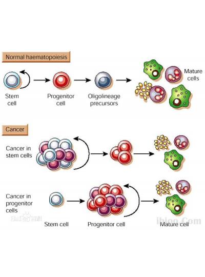 未來(lái)已來(lái)！干細(xì)胞療法在老年疾病治療方面的潛力正在逐步顯現(xiàn)！